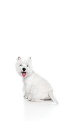 Happy white dog sitting and looking back with joyful expression. Concept of playfulness, curiosity, and warmth for pet lifestyle, veterinary, and advertising materials.