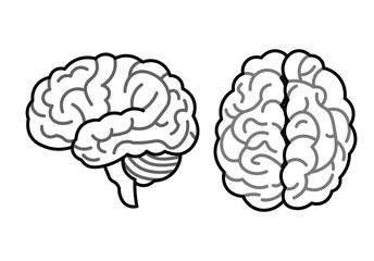 Human Brain Anatomy Outline Vector