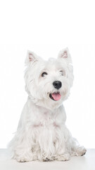 Cute white dog portrait with tongue out on bright background. Concept of positivity, friendliness, and emotion for pet branding, social media, and lifestyle visuals.