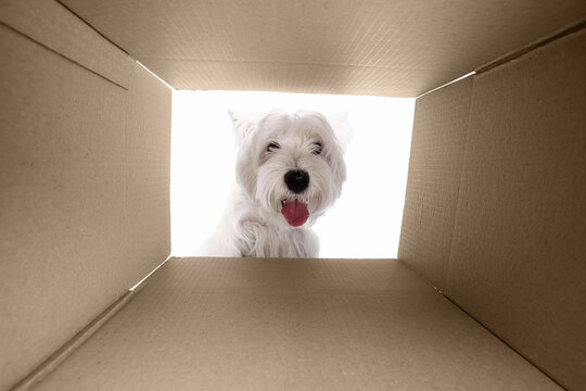 Curious white dog looking inside cardboard box with playful expression. Concept of surprise, exploration, and curiosity for pet advertising, packaging, and social media design.