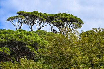 Obraz premium Iconic stone pine trees with umbrella-shaped canopies rise above the Mediterranean landscape in Saint-Tropez, France, under a bright sky.