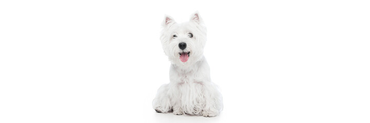 Happy white dog sitting with joyful face isolated on white. Concept of friendliness, positivity, and pet care for advertising, veterinary, and social media design. Banner