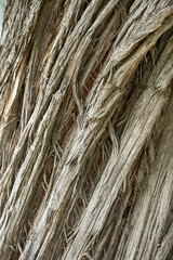 Close-up of the rough, fibrous bark of a Mediterranean cypress tree, showing natural textures and earthy tones typical of southern France