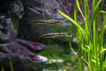 귀여운 돌고기들의 수영