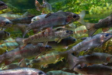 유영하는 송어떼