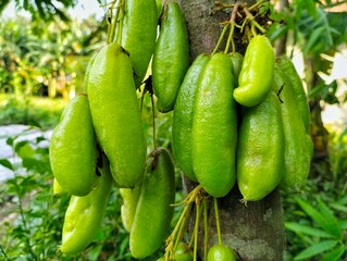 green bilimbi (Averrhoa bilimbi) are clinging to the tree trunk