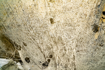 Texture background cobweb old in dust.