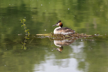 Haubentaucher beim Brüten