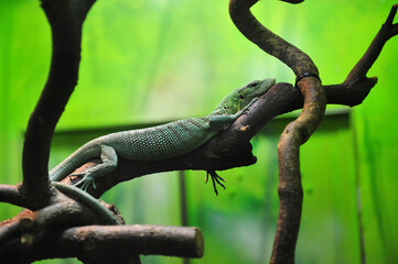 枝の上で休むミドリホソオオトカゲ