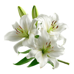 White Lilies with Soft Petals Elegant Side Perspective on Transparent Background