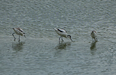 three pied avocets (recurvirostra avosetta) are foraging for food in shallow water