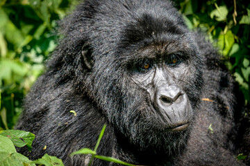 Obraz premium Silverback mountain gorilla (Gorilla beringei beringei) at Bwindi Impenetrable Forest, Uganda