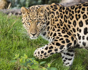 Amur leopard (Panthera pardus orientalis) in its natural environment