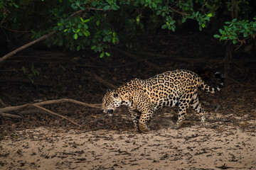 Jaguar in Mato Grosso forest environment,Pantanal,Brazil