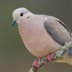 Eared Dove, Zenaida auriculata , Calden forest, La Pampa Province, Patagonia,, Argentina.