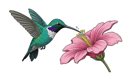 Obraz premium A vibrant hummingbird with green and blue feathers hovers, feeding nectar from a delicate pink hibiscus flower with its long beak.