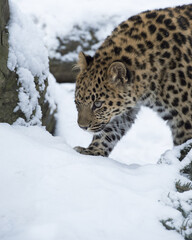 Amur leopard (Panthera pardus orientalis) in its natural environment