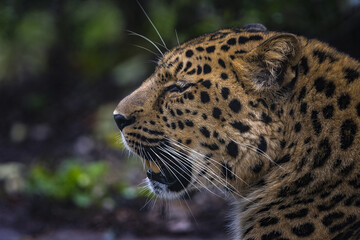 Amur leopard (Panthera pardus orientalis) in its natural environment