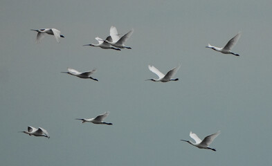 a group of nine spoonbills (platalea leucorodia) fly in formation across a grey sky