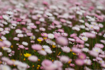 Close up on a field of pink and white everlasting wildflowers in Western Australia