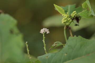 わずかに花が残るガガイモ