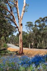Blue wildflowers growing by the side of the road in Western Australia