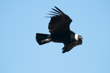 Andean Condor in Flight, Patagonia , Argentina.