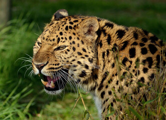 Amur leopard (Panthera pardus orientalis) in its natural environment