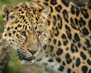 Amur leopard (Panthera pardus orientalis) in its natural environment