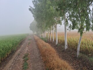 old bricks road in the fields