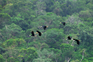 Wild Hornbills of Thailand – Real Wildlife Moments from Southeast Asian Rainforests