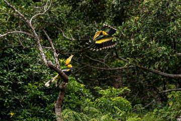 Wild Hornbills of Thailand – Real Wildlife Moments from Southeast Asian Rainforests