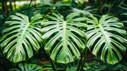 Lush green Monstera leaves creating a tropical ambiance in a vibrant environment.