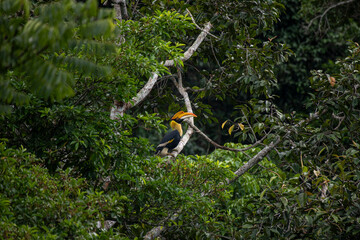 Wild Hornbills of Thailand – Real Wildlife Moments from Southeast Asian Rainforests