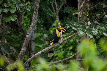 Wild Hornbills of Thailand – Real Wildlife Moments from Southeast Asian Rainforests