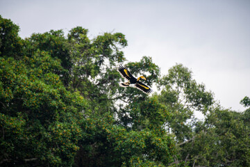 Wild Hornbills of Thailand – Real Wildlife Moments from Southeast Asian Rainforests
