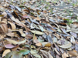 Pile of dry leaves on the ground, autumn foliage texture background.