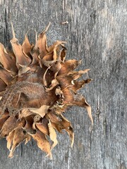
Dried sunflower head on wooden background &mdash; rustic autumn nature texture, close-up macro photo of wilted flower
