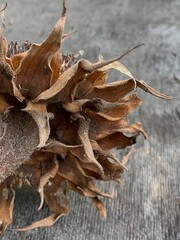 
Dried sunflower head on wooden background &mdash; rustic autumn nature texture, close-up macro photo of wilted flower
