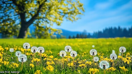 Dandelions in a sunny field with a tree in the background