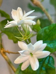 Jasmine flowers on branch with green leaves, ideal for nature-themed backgrounds