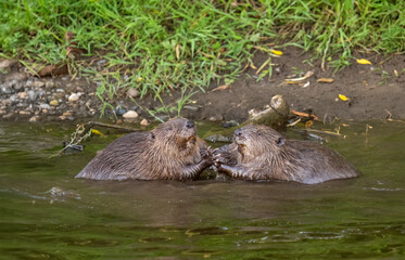 Beavers wrestling in a river © Digital Nature 