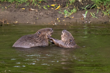 Beavers wrestling in a river