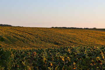 field of sunflowers
