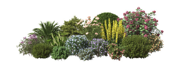 shrubs and flower on transparent