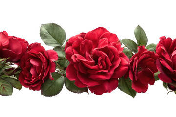 Line of Red Roses with Water Droplets on Transparent Background for Floral Design