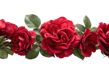 Line of Red Roses with Water Droplets on Transparent Background for Floral Design