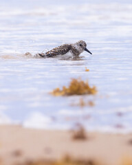 Small sandpiper bird on the beach and in the water