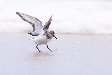 Small sandpiper bird on the beach and in the water