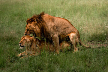 Lions Interacting in the African Grasslands